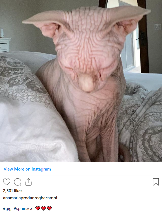 Anamaria Prodan și-a botezat pisica „Gigi”