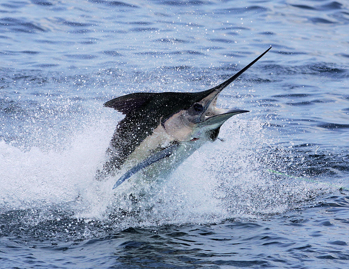 Marlinul albastru este pește foarte greu de capturat. Carnea lui valorează o avere în unele locuri